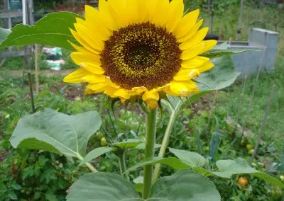 Deptford Daisy