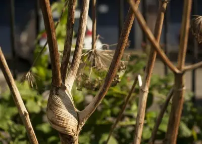 Branch Detail