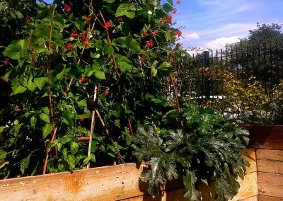 Gardening Deptford SE8