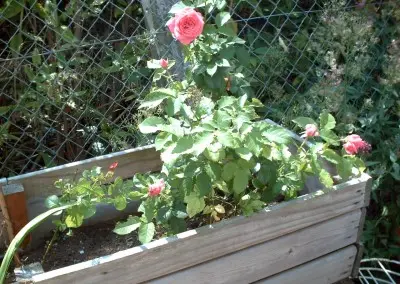 Deptford Rose