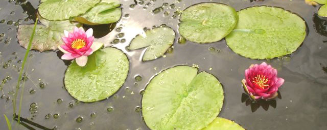 Pond