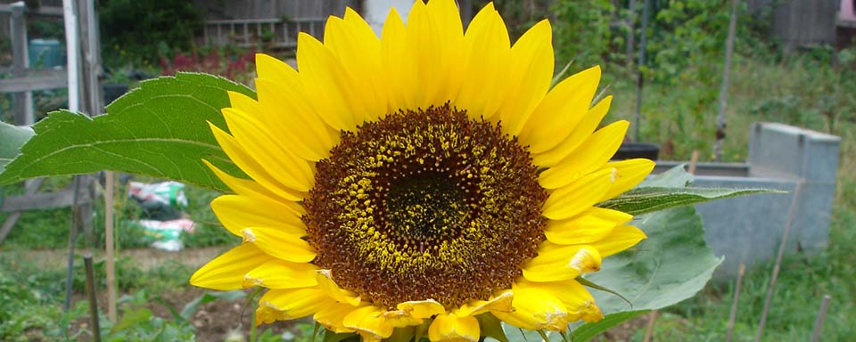 John Evelyn Community Garden